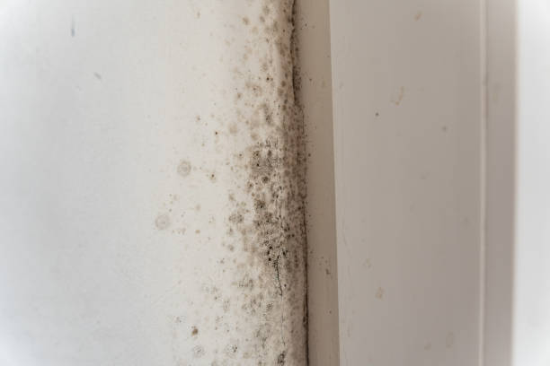 Reliable Grand Island, NE Mold Removal Solutions